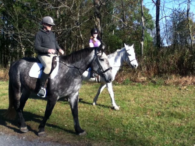 Bruise Hill, Irish Draught Horse mare, by Touch of the Blues